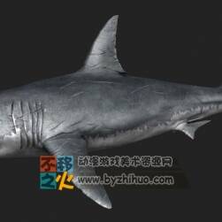 Great white shark 大白鲨 Max模型