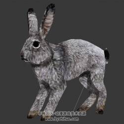 灰色的兔子 3D模型