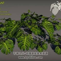龟背竹南方大叶植物热带植物3D模型 obj fbx格式下载