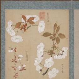 日本畫家 櫻井絢 櫻花花譜 高清作品 美術(shù)素材 125P