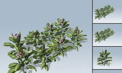 Tobacco Package 1.0