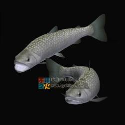 Fish 鱼Max模型