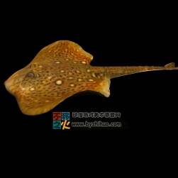 Qui fish 魁鱼Max模型