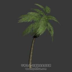 palm 棕榈树 3D模型