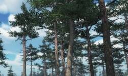 Scots Pine Trees Package 1.01