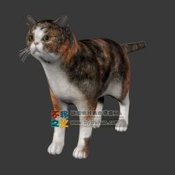 小花猫一只 FBX模型 四边面