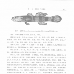 中国动物志 硬骨鱼纲 鲈形目 五 虾虎鱼亚目 百度网盘下载