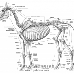 Animal Anatomy for Artists, The Elements of Form 动物解剖 PDF格式观看