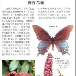 全世界500多种蝴蝶的彩色图鉴