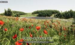 Vegetation Studio Pro 1.0