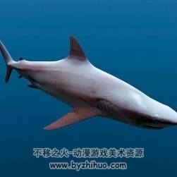Shark 寫實(shí)鯊魚C4D3D模型分享