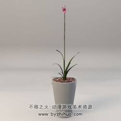 Orchid C4D景观兰花盆景3D模型下载