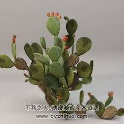 Cactus 仙人掌3DMax高精模型分享下載
