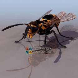 Wasp 黄蜂 3DS模型