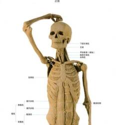 浅而易懂美术人体解剖学 PDF格式 百度网盘下载 36.0 MB