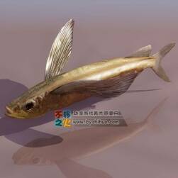 Fish 飞鱼3DS模型