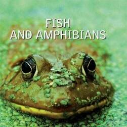 图解科学丛书 鱼和两栖动物 PDF格式 百度网盘下载