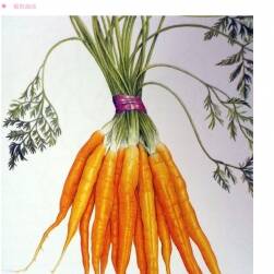 ANN SWAN 植物彩铅技法 花草植物绘画学习教程 百度网盘下载
