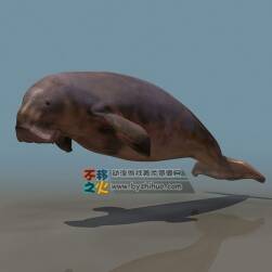 Walrus 海象3DS模型
