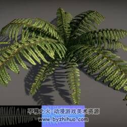 Fern Pack 蕨类植物3D模型fbx obj格式分享下载