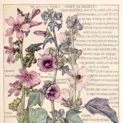 大不列颠群岛野花wild flowers of british isles H.Isabel Adams著 PDF版 百度云下载