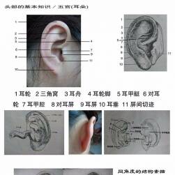 各種耳朵 人類動(dòng)物 繪畫(huà)素材參考資料下載 148P