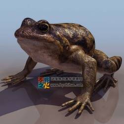 toad 懒蛤蟆 3DS模型