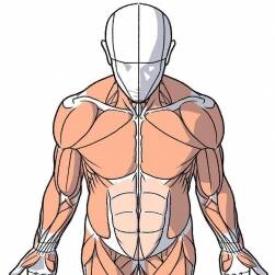 人体肌肉结构模型参考图 美术绘画素材 百度网盘下载 78P