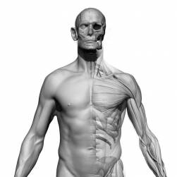 男性完整身體超精細雕刻3D模型