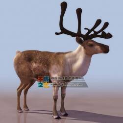 deer 头上有角的鹿 3DS模型
