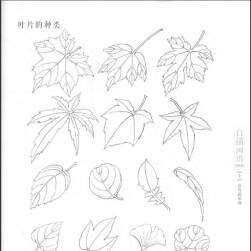 白描画谱 花卉蔬果 艺用美术素材 百度网盘下载