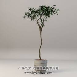 Bonsai Plant C4D盆景植物3D模型下载