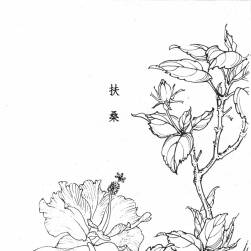 各类百花 花卉白描线稿 高清美术素材 百度网盘下载 196P