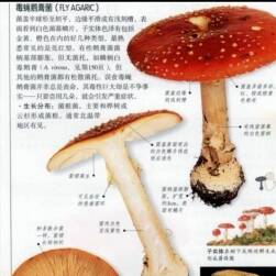 全世界500多种蘑菇的彩色图鉴PDF格式 百度网盘分享赏析