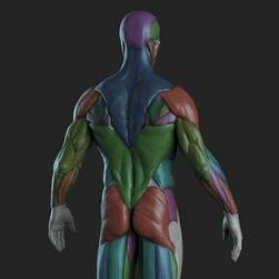 高精人体肌肉结构剖析 3D模型