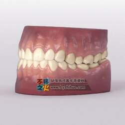 十分逼真的牙齿模型