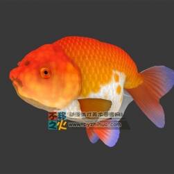 水族之红色小金鱼 3DS模型