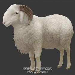 圆润的公绵羊 Max模型