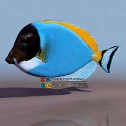 热带鱼2 3DS模型