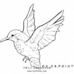 練習(xí)_鳥的細節(jié)
