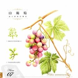 植物繪 38種夢幻植物的色鉛筆圖繪 百度網(wǎng)盤下載