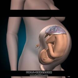 解剖学 女性孕期胎儿 pregnant woman fetus uterus 百度网盘下载 42P