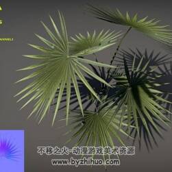 Parviflora pack 蒲葵植物3D模型fbx obj格式下载