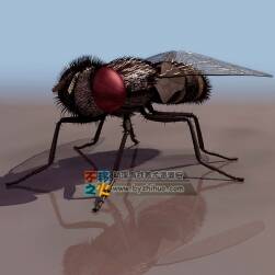 Fly 苍蝇 3DS模型
