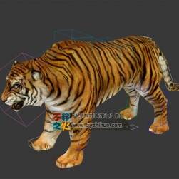 老虎 Tiger 3D模型 带绑定