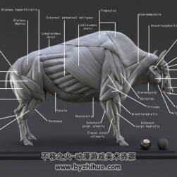 野牛 肌肉解剖3D模型 百度网盘分享