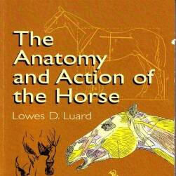 The Anatomy and Action of the Horse 马的解剖和动作 手绘马肌肉骨骼结构基础