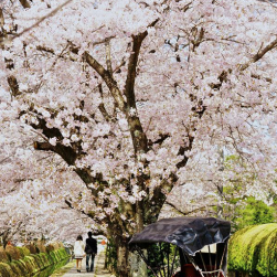 日本街景速寫風(fēng)景素材圖包 百度網(wǎng)盤下載