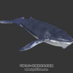 蓝鲸 写实风  有骨骼和动作 3D模型百度网盘下载