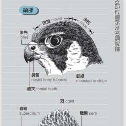 猛禽飞行辨识参考 pdf格式 百度网盘分享下载